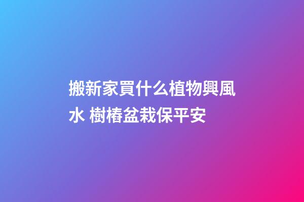 搬新家買什么植物興風水 樹樁盆栽保平安